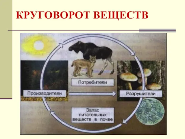 КРУГОВОРОТ ВЕЩЕСТВ