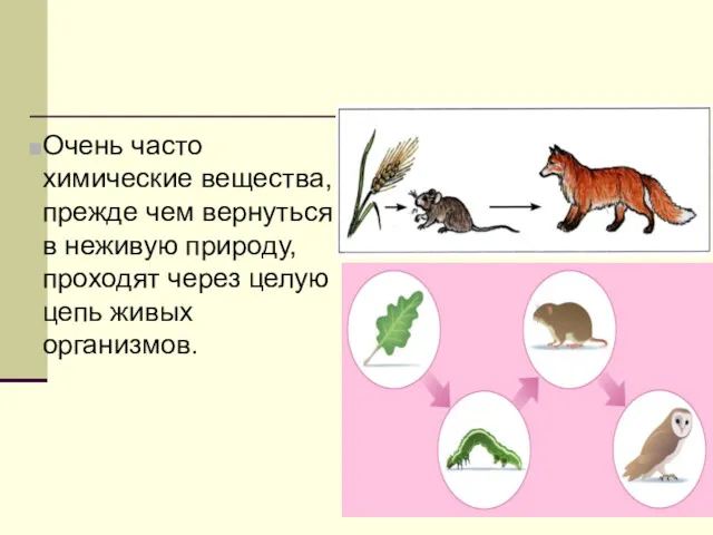 Очень часто химические вещества, прежде чем вернуться в неживую природу, проходят через целую цепь живых организмов.