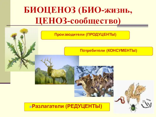 БИОЦЕНОЗ (БИО-жизнь, ЦЕНОЗ-сообщество) Разлагатели (РЕДУЦЕНТЫ) Производители (ПРОДУЦЕНТЫ) Потребители (КОНСУМЕНТЫ)