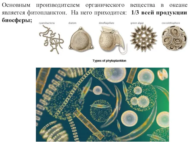 Основным производителем органического вещества в океане является фитопланктон. На него приходится: 1/3 всей продукции биосферы;