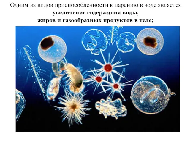 Одним из видов приспособленности к парению в воде является увеличение