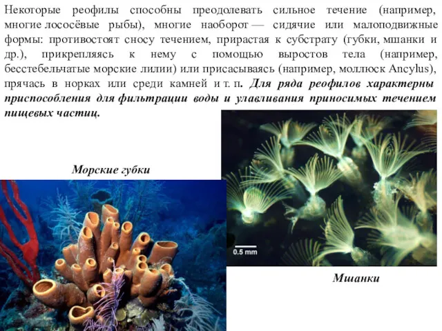 Некоторые реофилы способны преодолевать сильное течение (например, многие лососёвые рыбы),