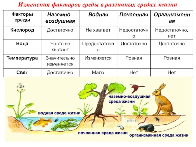 Изменения факторов среды в различных средах жизни