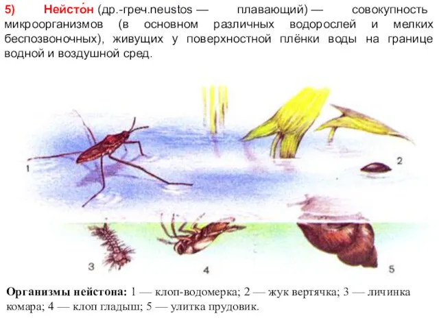 5) Нейсто́н (др.-греч.neustos — плавающий) — совокупность микроорганизмов (в основном