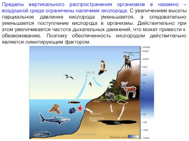 Пределы вертикального распространения организмов в наземно – воздушной среде ограничены