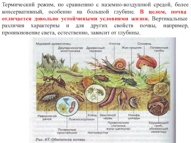 Термический режим, по сравнению с наземно-воздушной средой, более консервативный, особенно