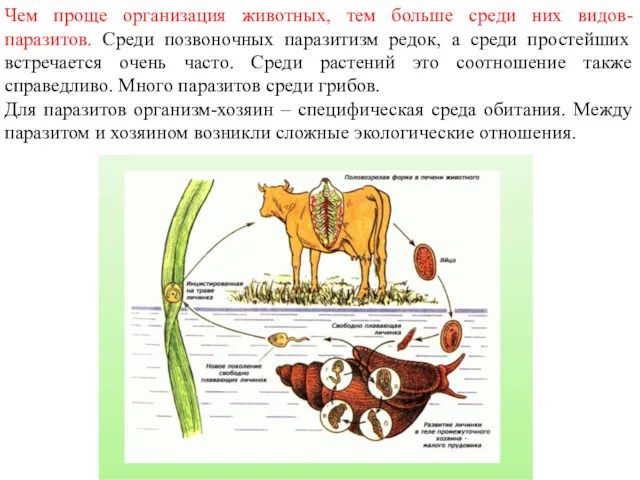 Чем проще организация животных, тем больше среди них видов-паразитов. Среди