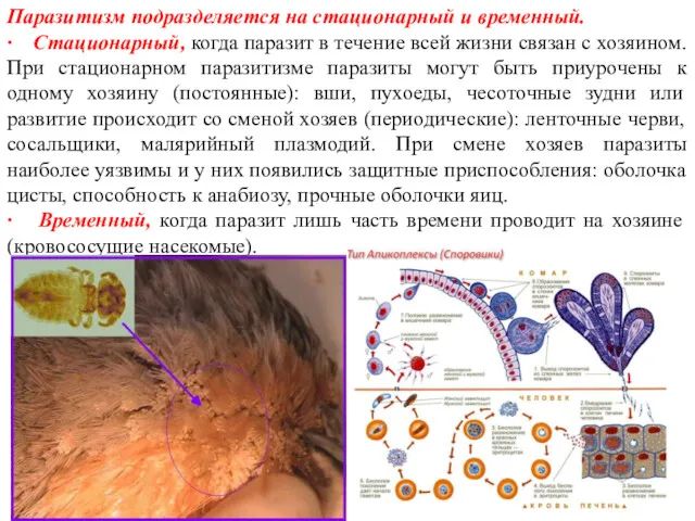 Паразитизм подразделяется на стационарный и временный. · Стационарный, когда паразит