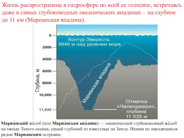 Жизнь распространена в гидросфере по всей ее толщине, встречаясь даже