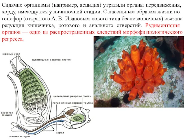 Сидячие организмы (на­пример, асцидия) утратили органы передвижения, хорду, имею­щуюся у
