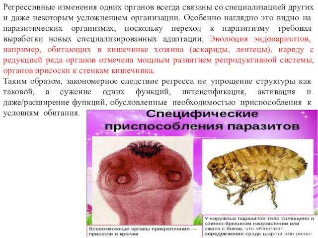 Регрессивные изменения одних органов всегда связаны со специализацией других и