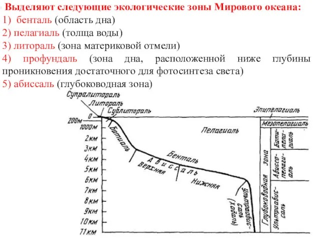 Выделяют следующие экологические зоны Мирового океана: 1) бенталь (область дна)