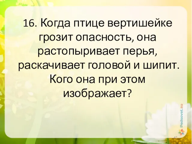 16. Когда птице вертишейке грозит опасность, она растопыривает перья, раскачивает