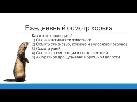 Ежедневный осмотр хорька Как же его проводить? 1) Оценка активности