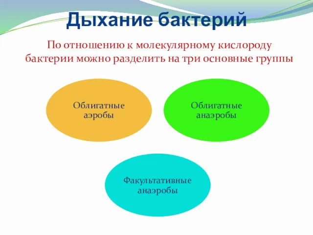 Дыхание бактерий По отношению к молекулярному кислороду бактерии можно разделить на три основные группы