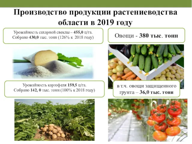 Производство продукции растениеводства области в 2019 году Овощи - 380
