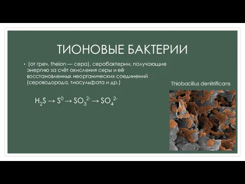 ТИОНОВЫЕ БАКТЕРИИ (от греч. theion — сера), серобактерии, получающие энергию за счёт окисления