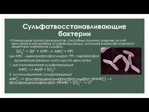 Сульфатвосстанавливающие бактерии Разнородная группа прокариотов, способных получать энергию за счёт окисления в анаэробных