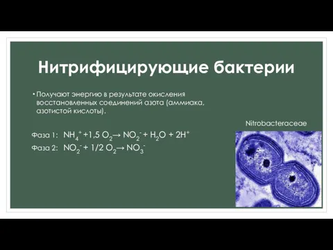 Нитрифицирующие бактерии Получают энергию в результате окисления восстановленных соединений азота (аммиака, азотистой кислоты).