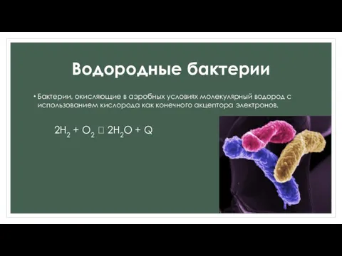 Водородные бактерии Бактерии, окисляющие в аэробных условиях молекулярный водород с использованием кислорода как