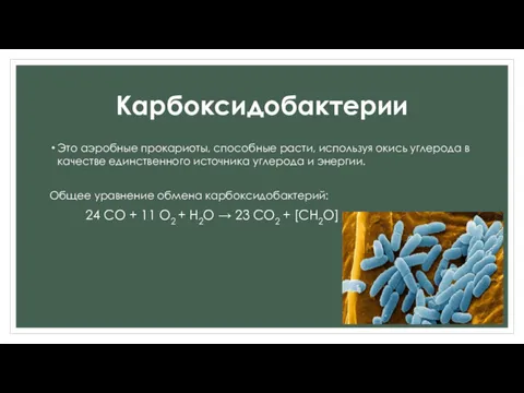 Карбоксидобактерии Это аэробные прокариоты, способные расти, используя окись углерода в качестве единственного источника