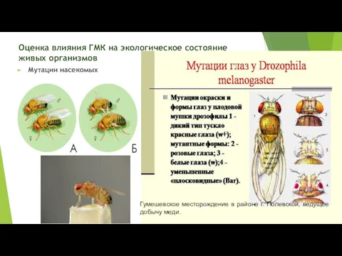 Оценка влияния ГМК на экологическое состояние живых организмов Мутации насекомых
