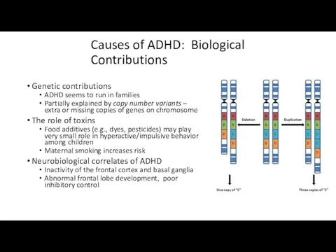 Causes of ADHD: Biological Contributions Genetic contributions ADHD seems to