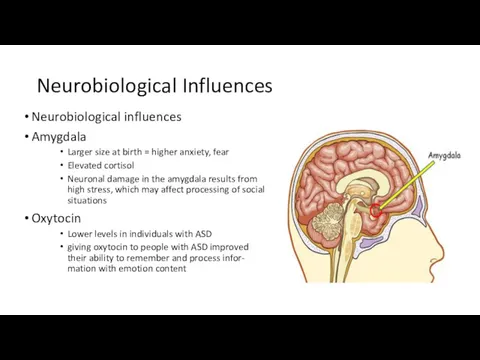 Neurobiological Influences Neurobiological influences Amygdala Larger size at birth = higher anxiety, fear