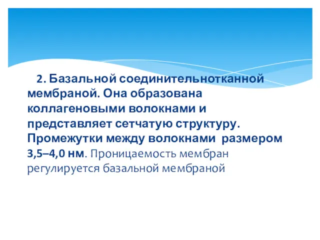 2. Базальной соединительнотканной мембраной. Она образована коллагеновыми волокнами и представляет сетчатую структуру. Промежутки