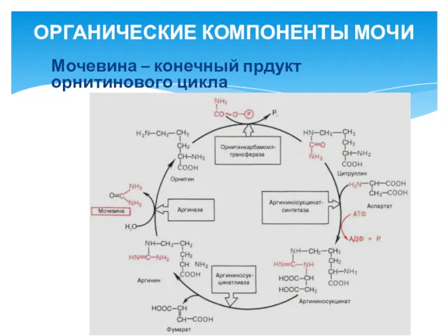 Мочевина – конечный прдукт орнитинового цикла ОРГАНИЧЕСКИЕ КОМПОНЕНТЫ МОЧИ