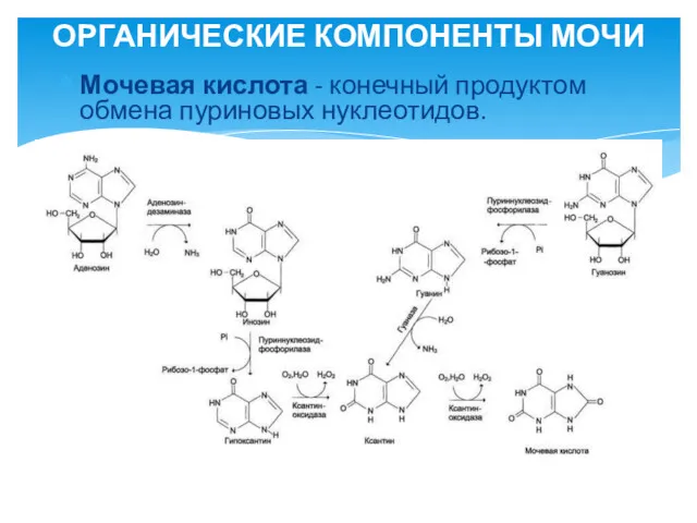 Мочевая кислота - конечный продуктом обмена пуриновых нуклеотидов. ОРГАНИЧЕСКИЕ КОМПОНЕНТЫ МОЧИ