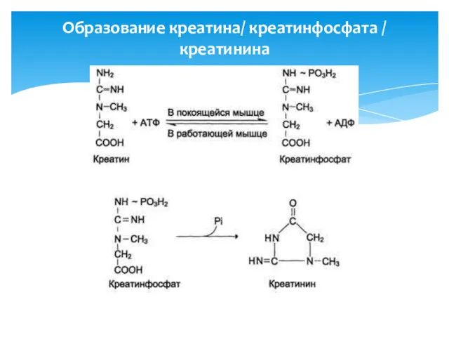 Образование креатина/ креатинфосфата / креатинина