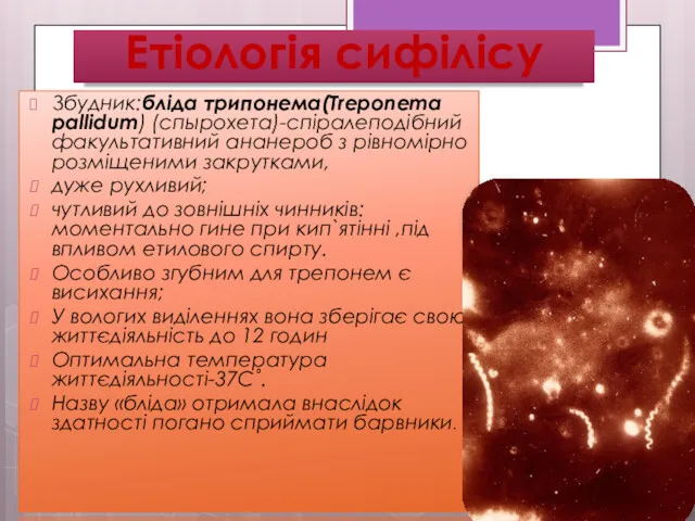 Етіологія сифілісу Збудник:бліда трипонема(Treponema pallidum) (спырохета)-спіралеподібний факультативний ананероб з рівномірно