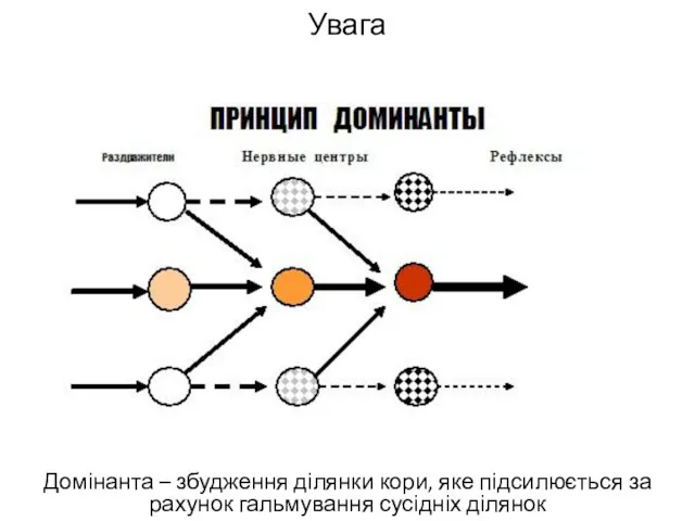 Увага Домінанта – збудження ділянки кори, яке підсилюється за рахунок гальмування сусідніх ділянок