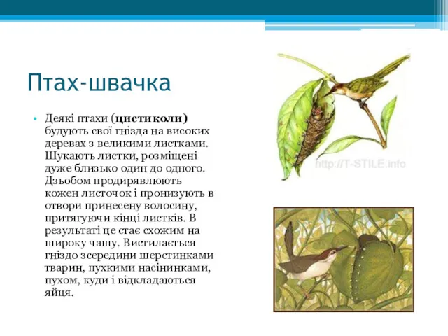 Птах-швачка Деякі птахи (цистиколи) будують свої гнізда на високих деревах