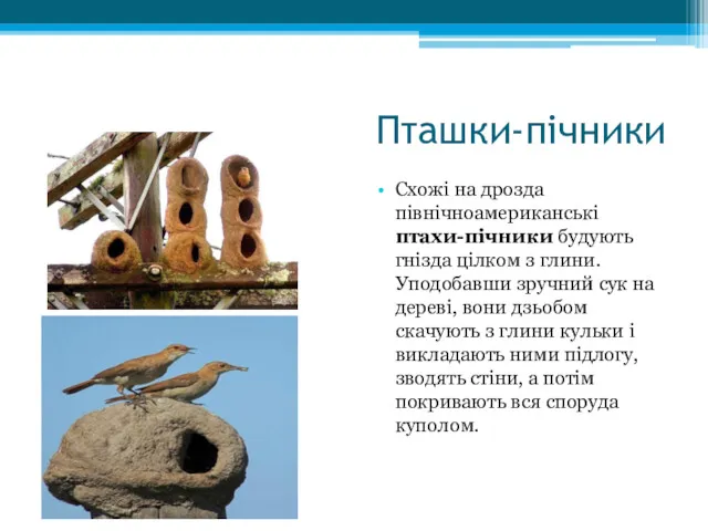 Пташки-пічники Схожі на дрозда північноамериканські птахи-пічники будують гнізда цілком з