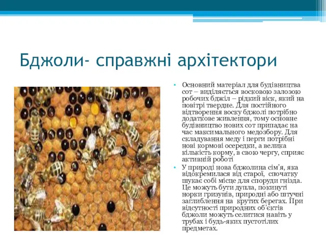 Бджоли- справжні архітектори Основний матеріал для будівництва сот – виділяється