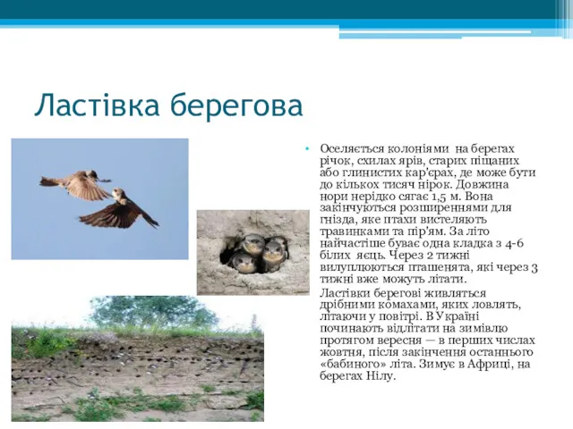 Ластівка берегова Оселяється колоніями на берегах річок, схилах ярів, старих