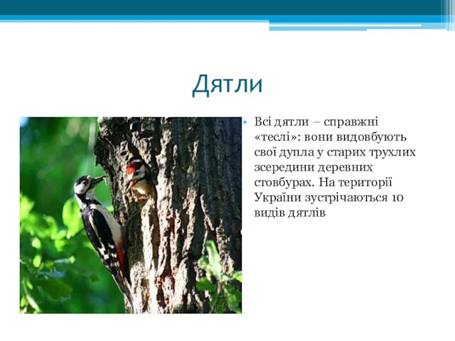 Дятли Всі дятли – справжні «теслі»: вони видовбують свої дупла