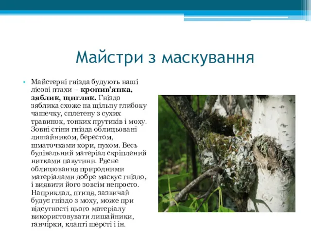 Майстри з маскування Майстерні гнізда будують наші лісові птахи –