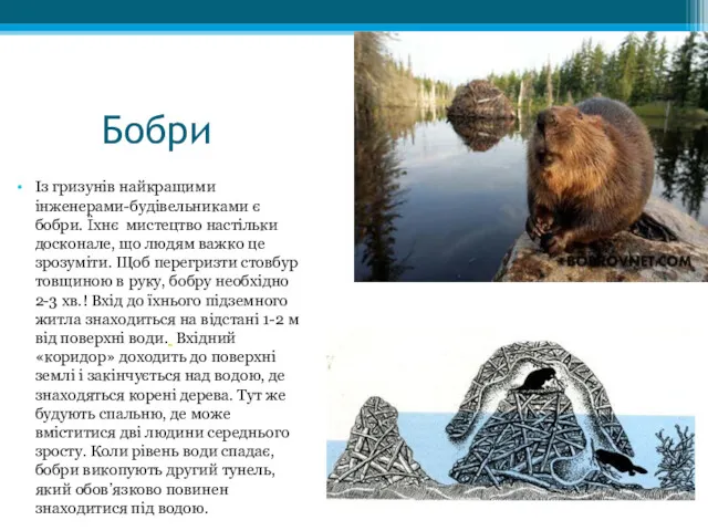 Бобри Із гризунів найкращими інженерами-будівельниками є бобри. Їхнє мистецтво настільки