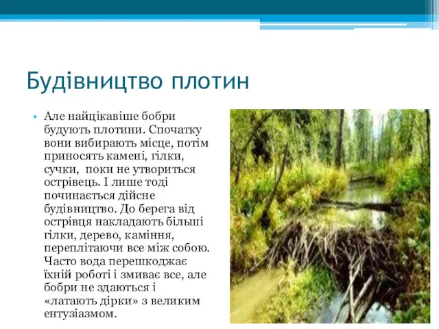 Будівництво плотин Але найцікавіше бобри будують плотини. Спочатку вони вибирають