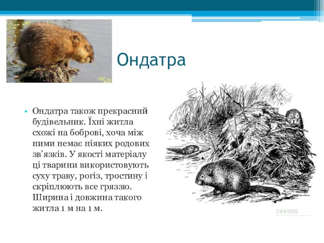 Ондатра Ондатра також прекрасний будівельник. Їхні житла схожі на боброві,