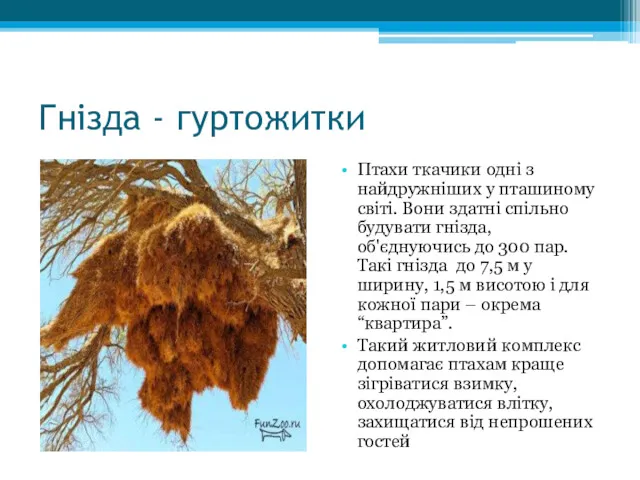 Гнізда - гуртожитки Птахи ткачики одні з найдружніших у пташиному
