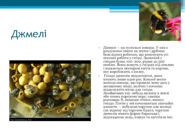 Джмелі Джмелі — це суспільні комахи. У них є розділення