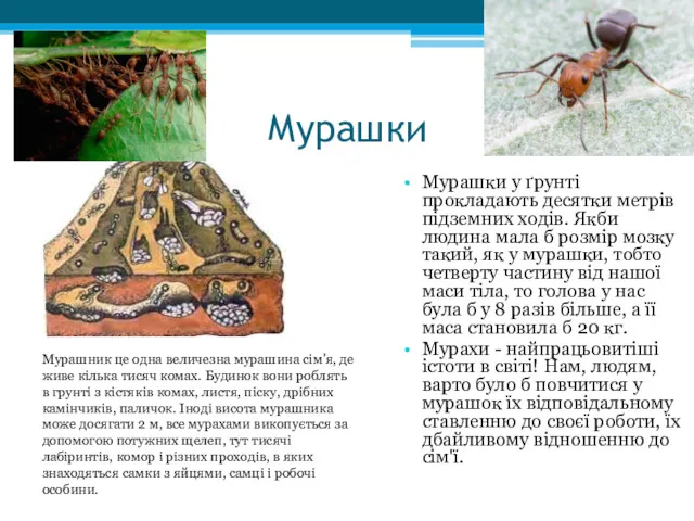 Мурашки Мурашки у ґрунті прокладають десятки метрів підземних ходів. Якби