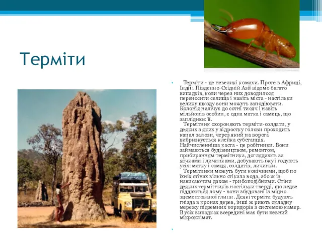 Терміти Терміти - це невеликі комахи. Проте в Африці, Індії