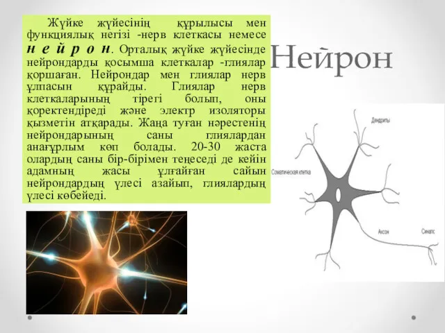 Нейрон Жүйке жүйесінің құрылысы мен функциялық негізі -нерв клеткасы немесе н е й