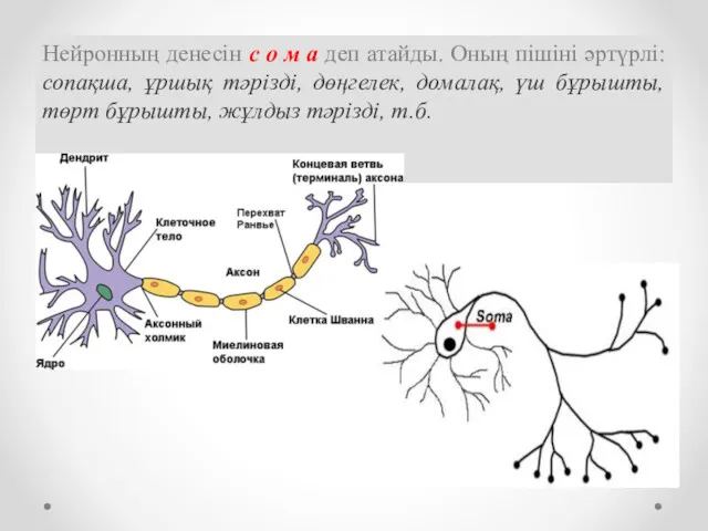 Нейронның денесін с о м а деп атайды. Оның пішіні әртүрлі: сопақша, ұршық