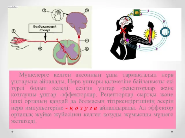 Мүшелерге келген аксонның ұшы тармақталып нерв ұштарына айналады. Нерв ұштары